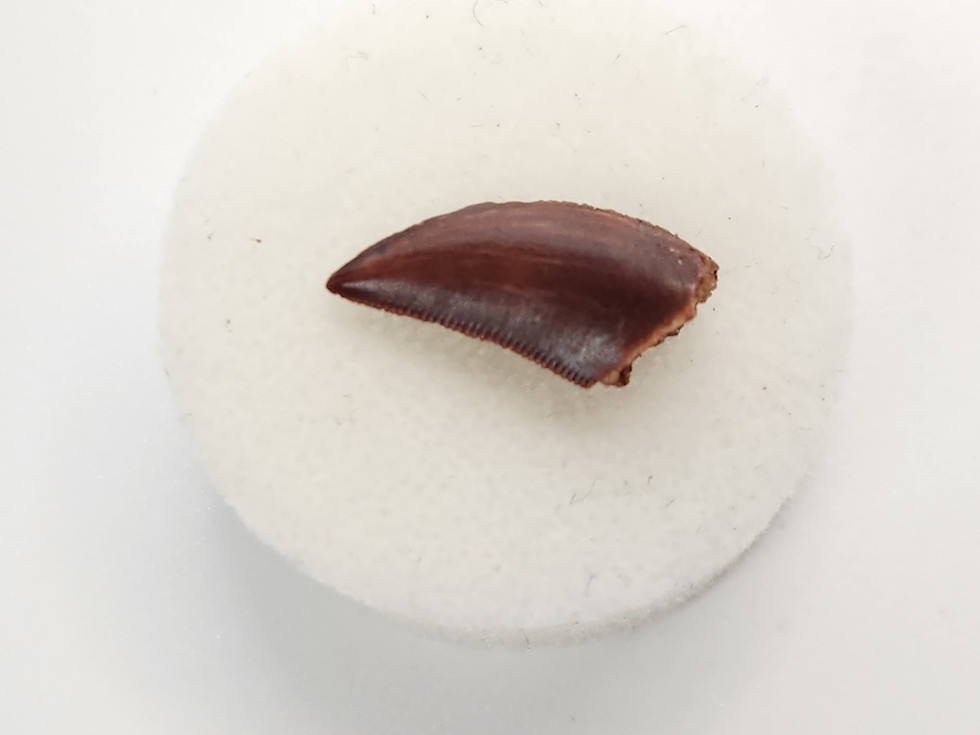 Thumbnail: Abelisaurid Tooth 0.70" - Morocco - Kem Kem Beds
