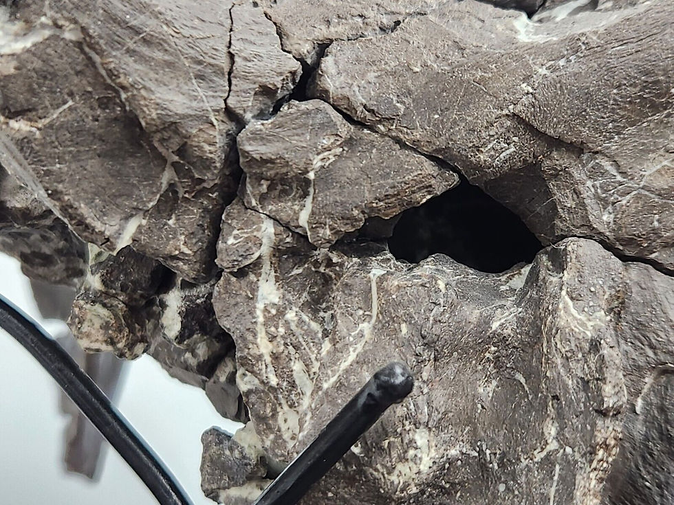 Thumbnail: Maiasaura Skull Braincase Fossil - Two Medicine Formation - Teton County, MT