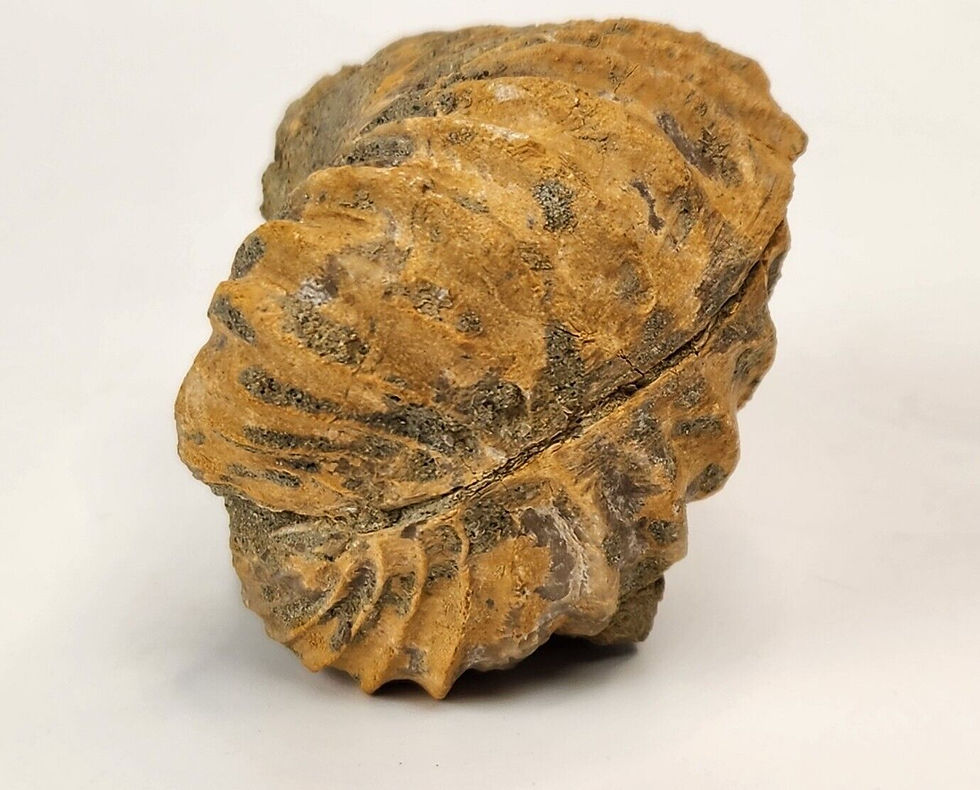 Thumbnail: Pterotrigonia caudata Fossil - Camarillas Formation - Alcaine, Teruel, Spain