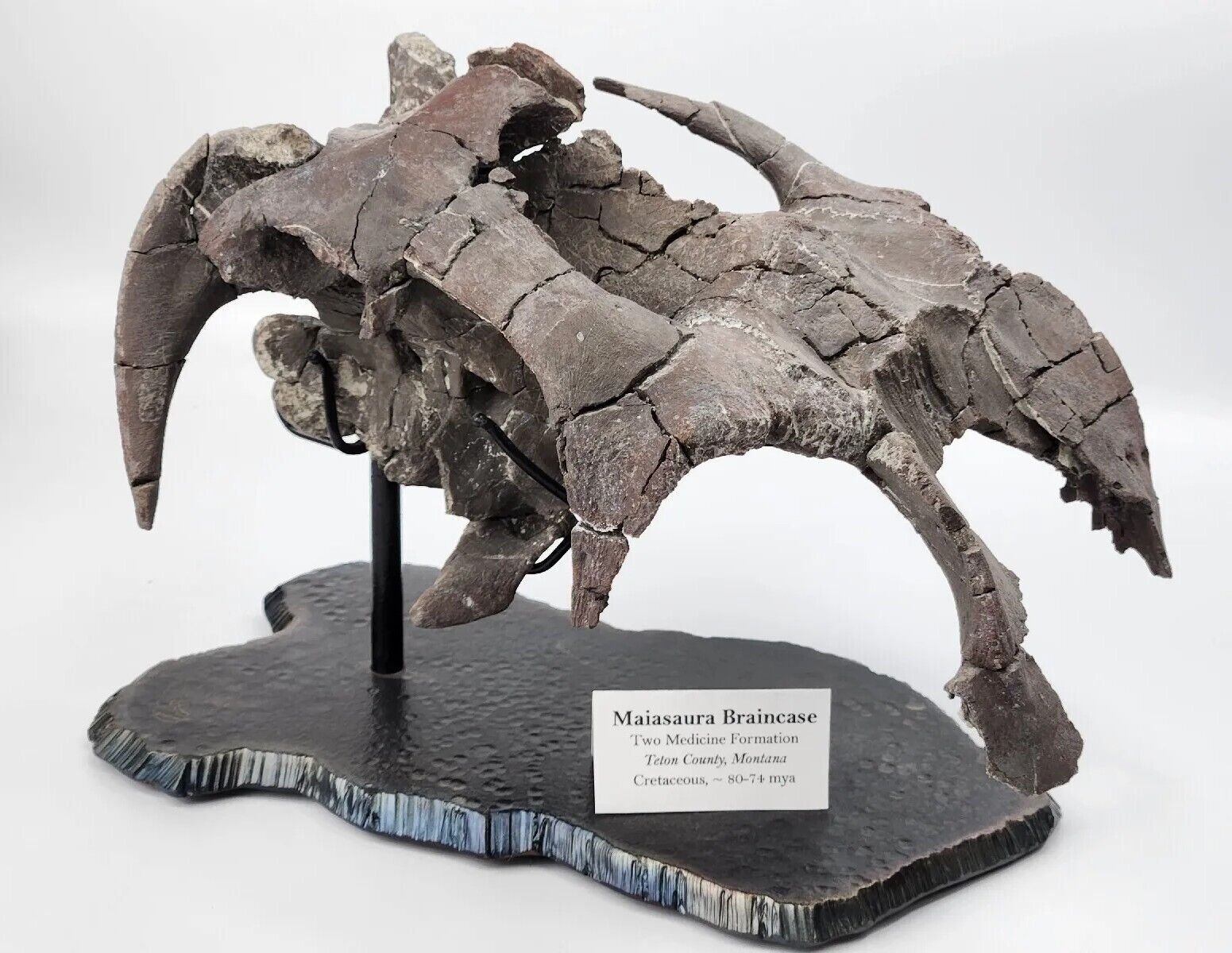 Maiasaura Skull Braincase Fossil - Two Medicine Formation - Teton County, MT