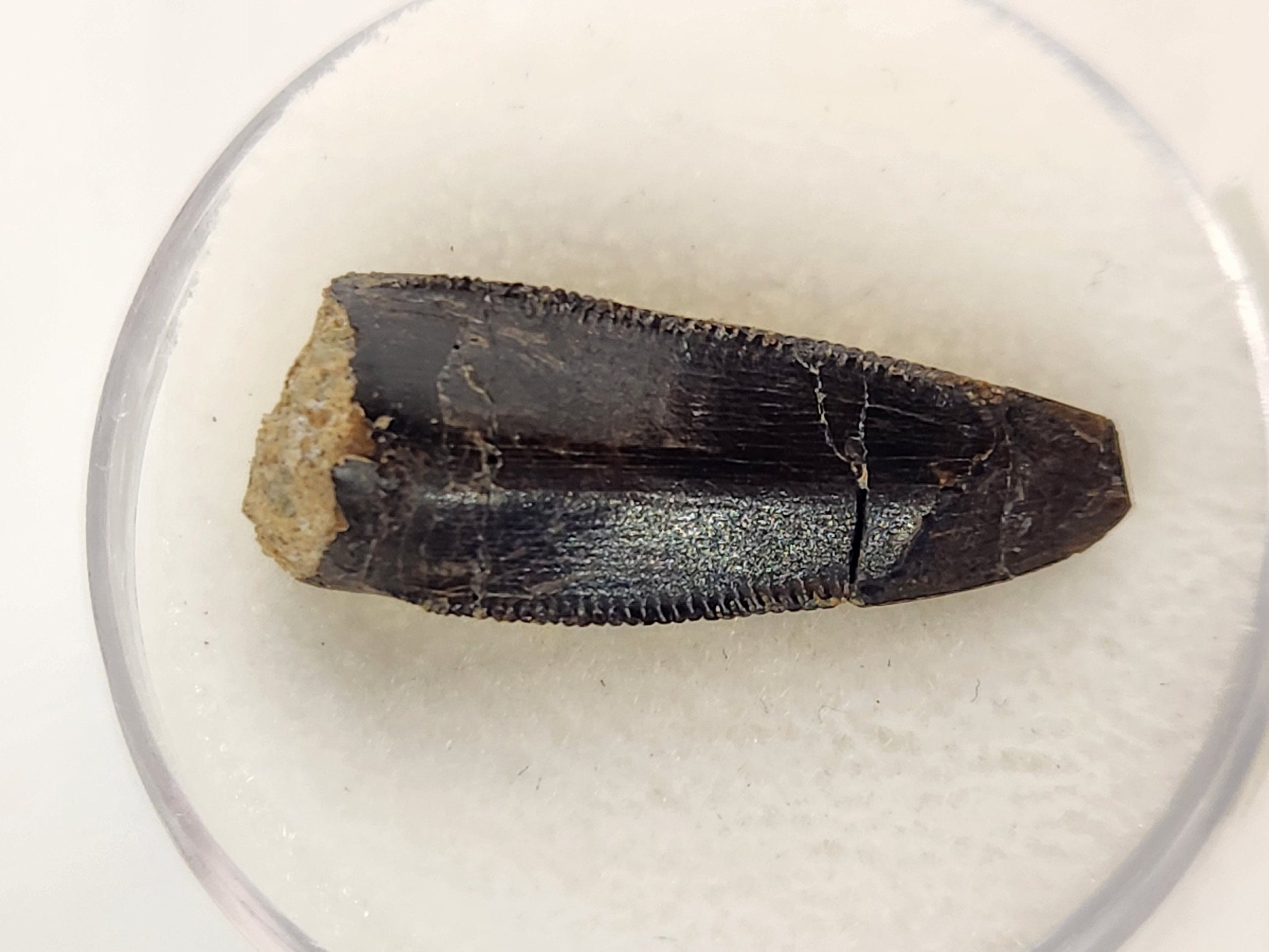 Allosaurus jimmadseni Tooth 0.93" - Morrison Formation - Bighorn County, Wyoming