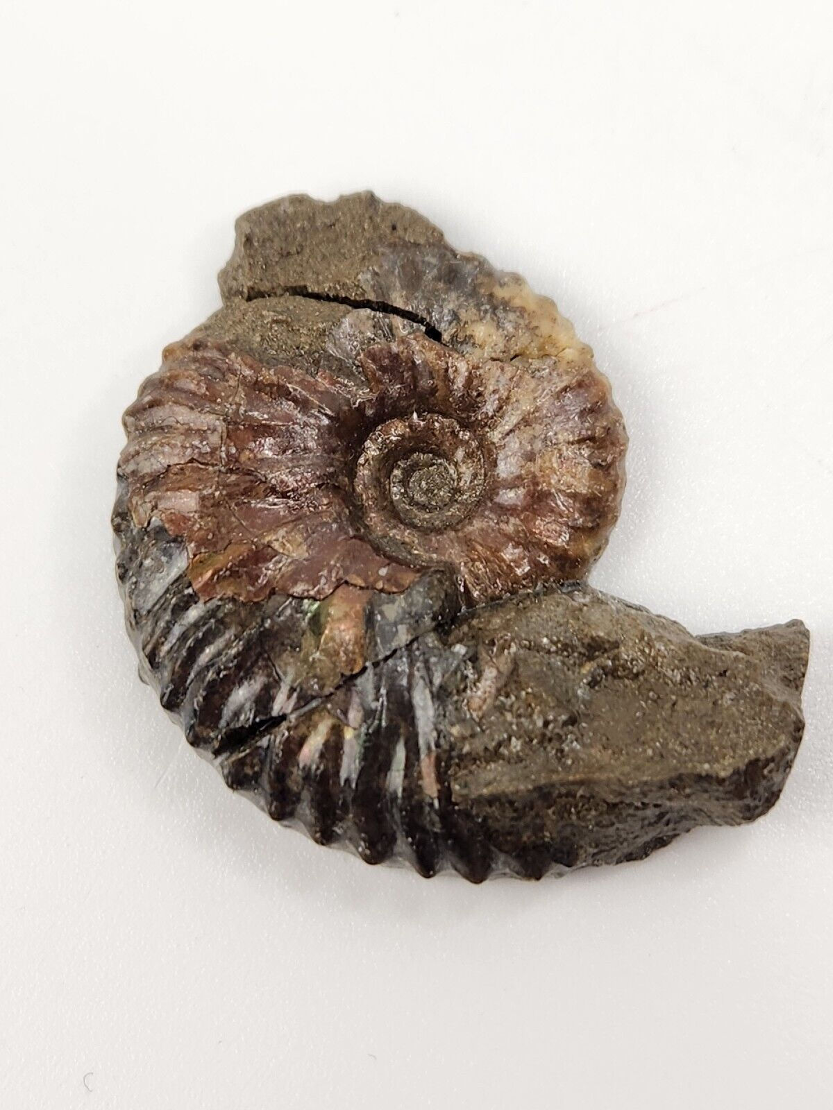 Ammonite