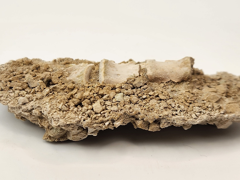 Thumbnail: 3 Articulated Oreodont Vertebrae in Matrix - White River Badlands - Brule Format