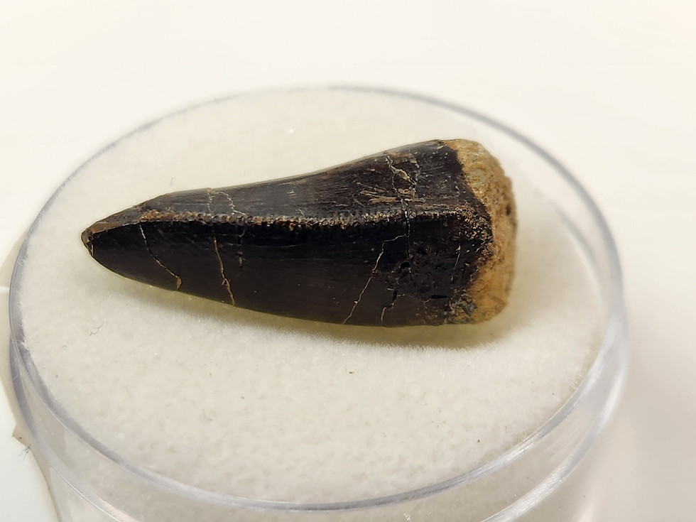 Thumbnail: Allosaurus jimmadseni Tooth 0.93" - Morrison Formation - Bighorn County, Wyoming