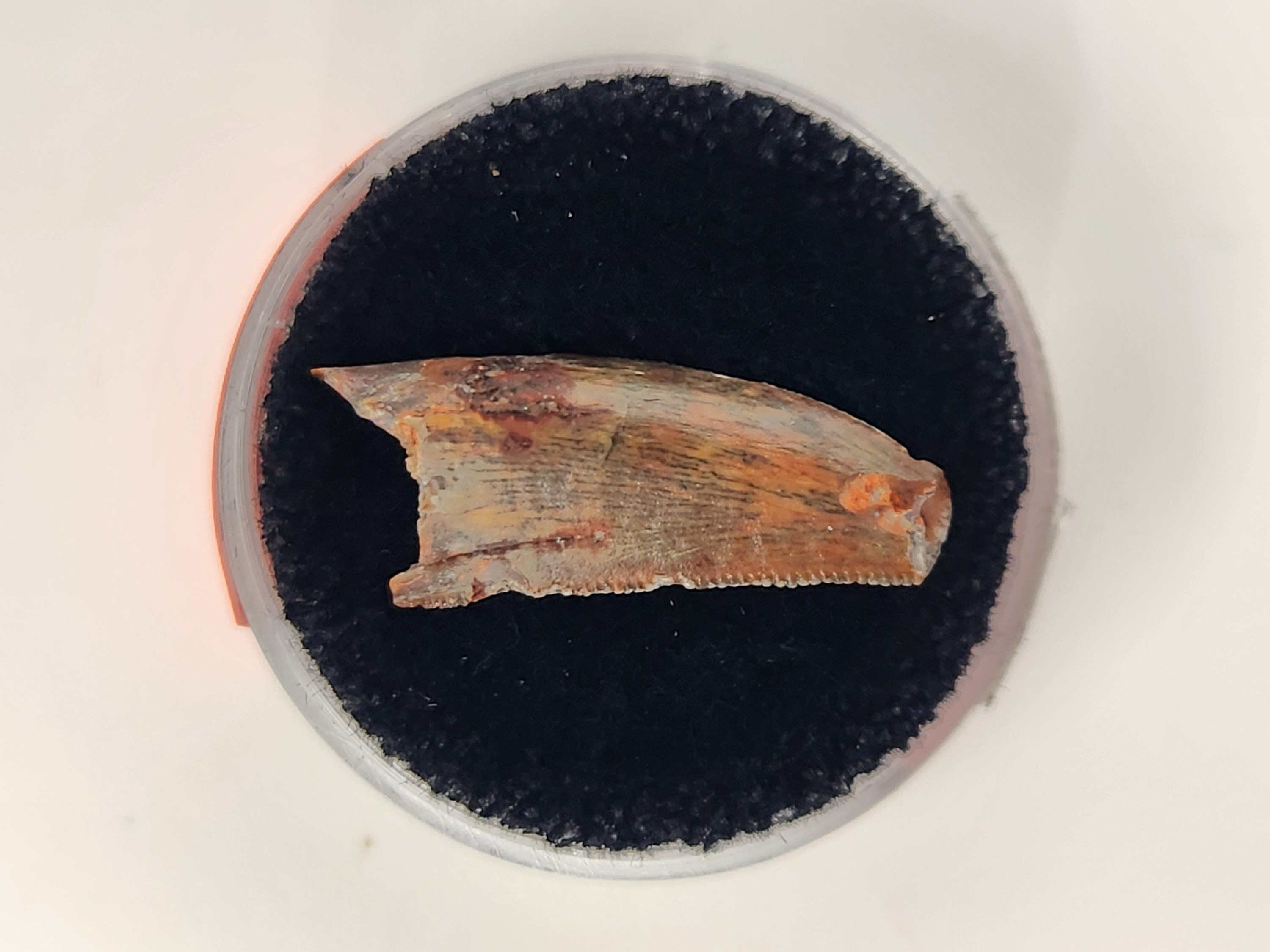 Abelisaurid Tooth 0.90" - Morocco - Kem Kem Beds