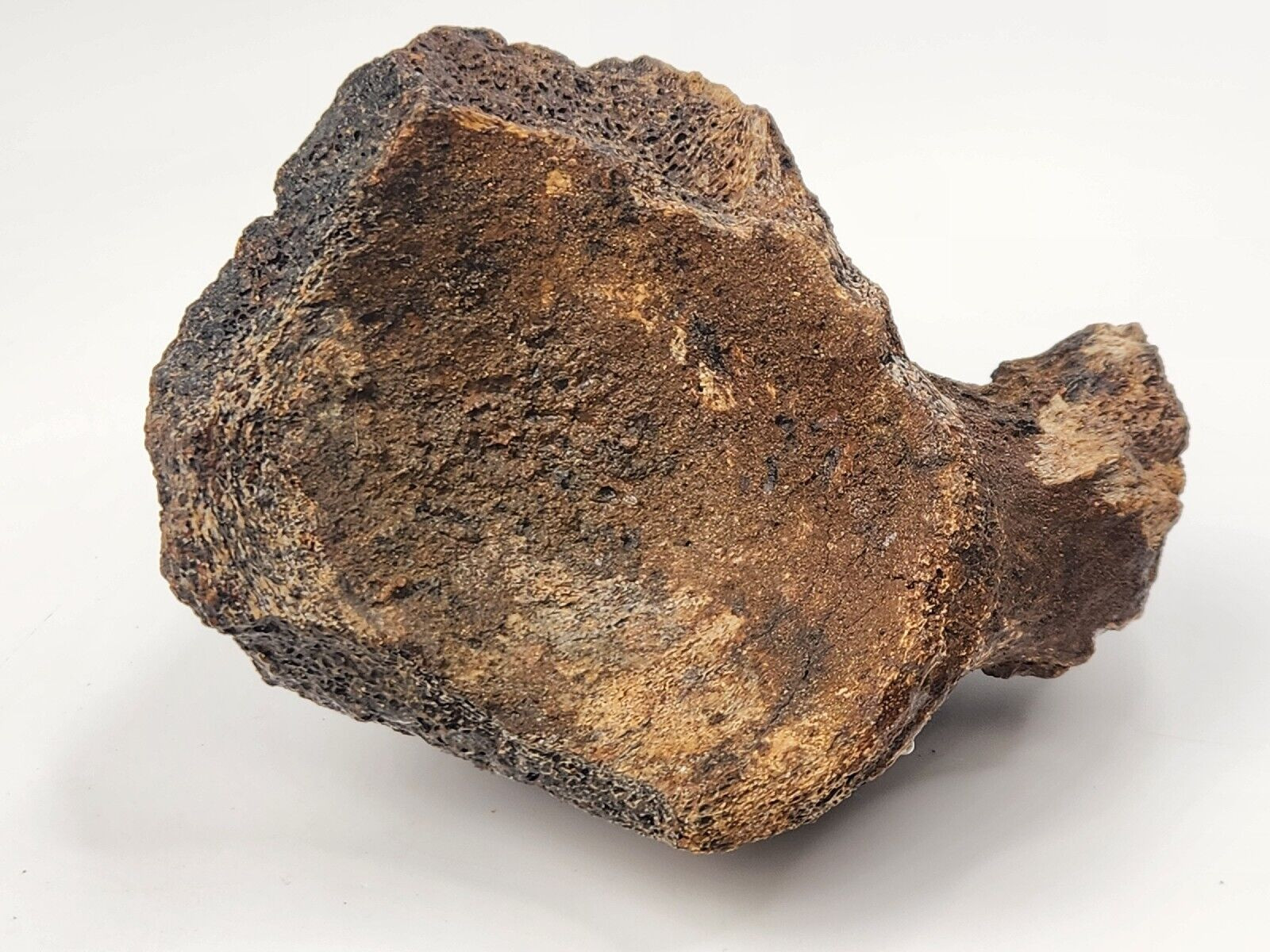 Edmontosaurus Cervical Vertebra - Hell Creek Formation - Wibaux County, Montana