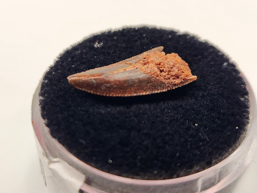 Thumbnail: Abelisaurid Tooth 0.66" - Morocco - Kem Kem Beds