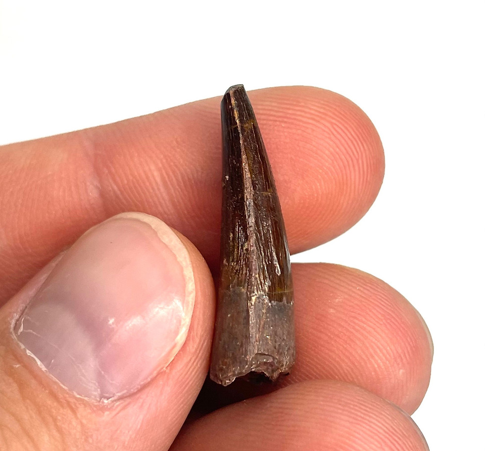 Thumbnail: 1.10” Spinosaurus maroccanus Tooth - Kem Kem Beds