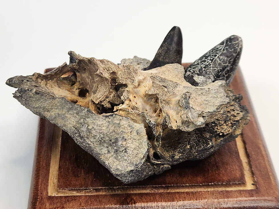 Thumbnail: Alligator Jaw Fossil in Display Dome - Unmounted - Florida