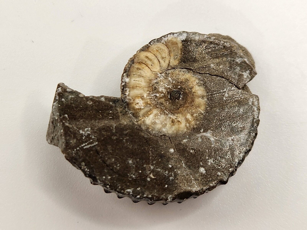 Thumbnail: Ammonite