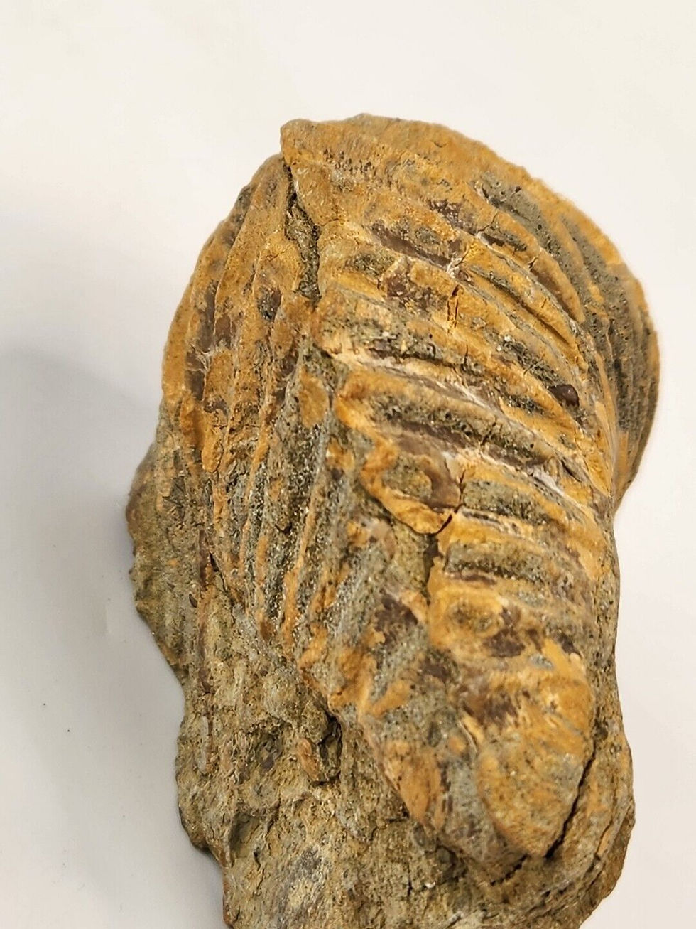 Thumbnail: Pterotrigonia caudata Fossil - Camarillas Formation - Alcaine, Teruel, Spain