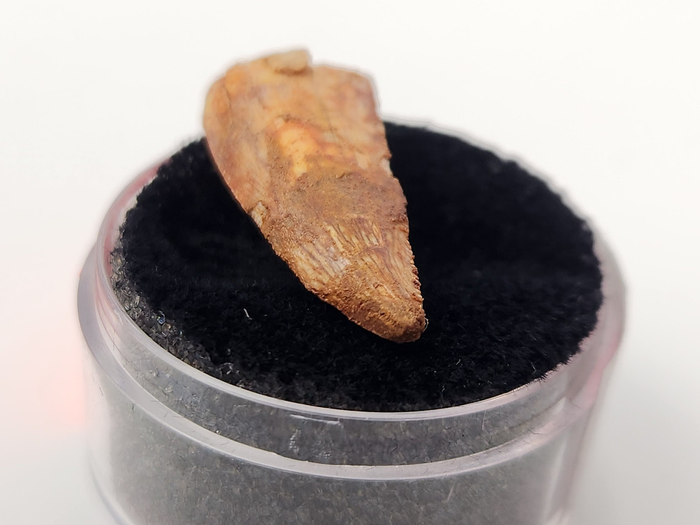 Thumbnail: Abelisaurid Tooth 0.90" - Morocco - Kem Kem Beds