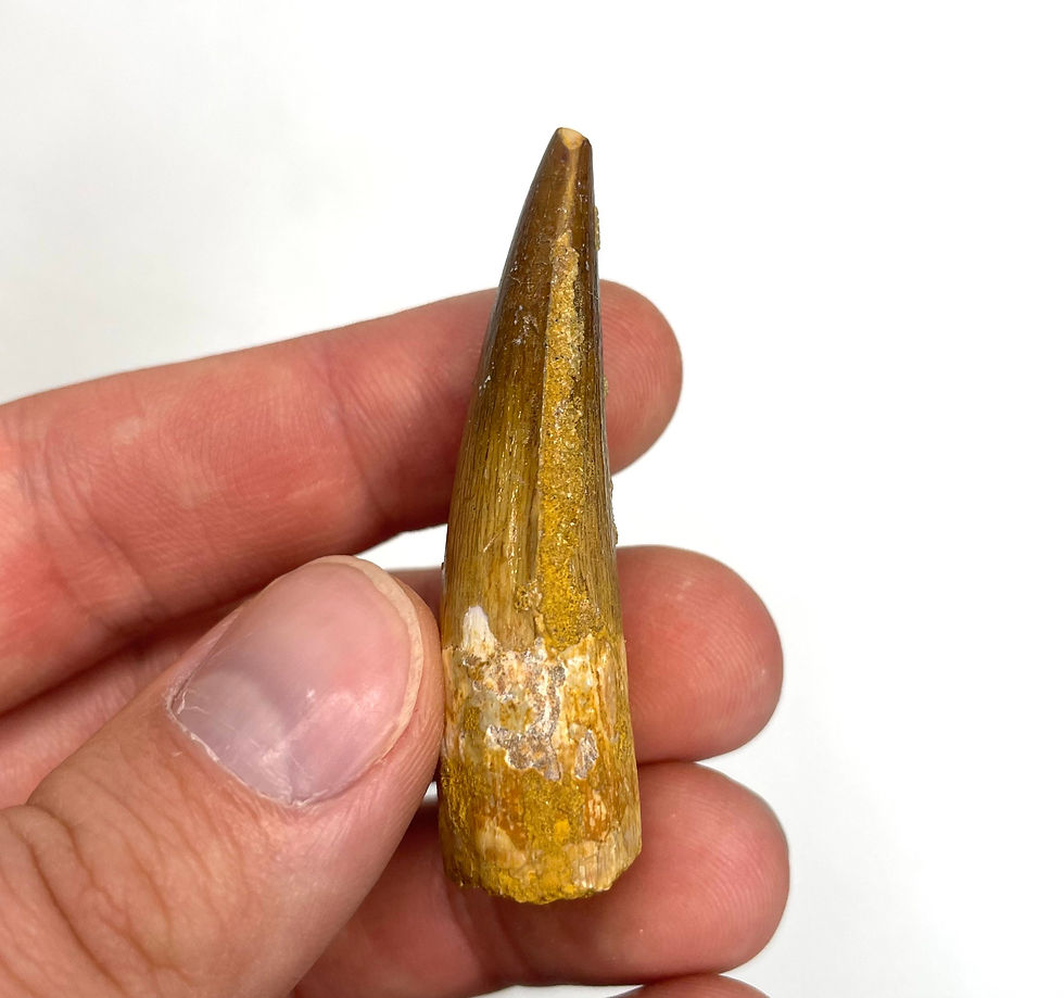 Thumbnail: 2.18” Spinosaurus maroccanus Tooth - Kem Kem Beds