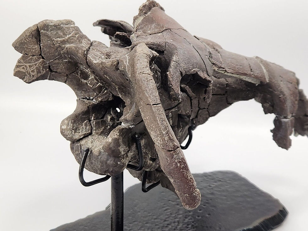 Thumbnail: Maiasaura Skull Braincase Fossil - Two Medicine Formation - Teton County, MT