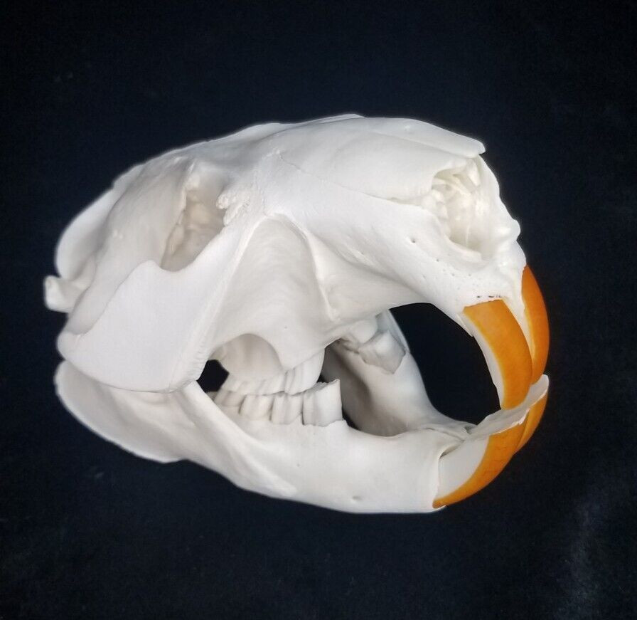 Thumbnail: Real North American Beaver Skull - Castor canadensis Top Quality Beetle Cleaned