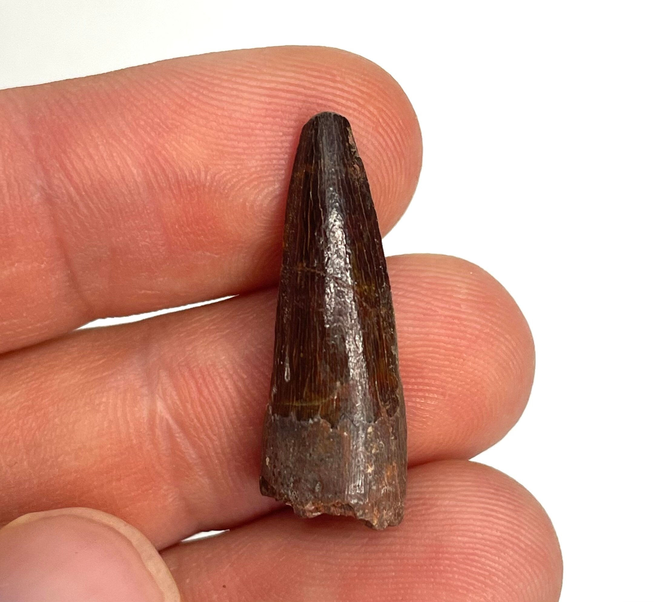 1.10” Spinosaurus maroccanus Tooth - Kem Kem Beds