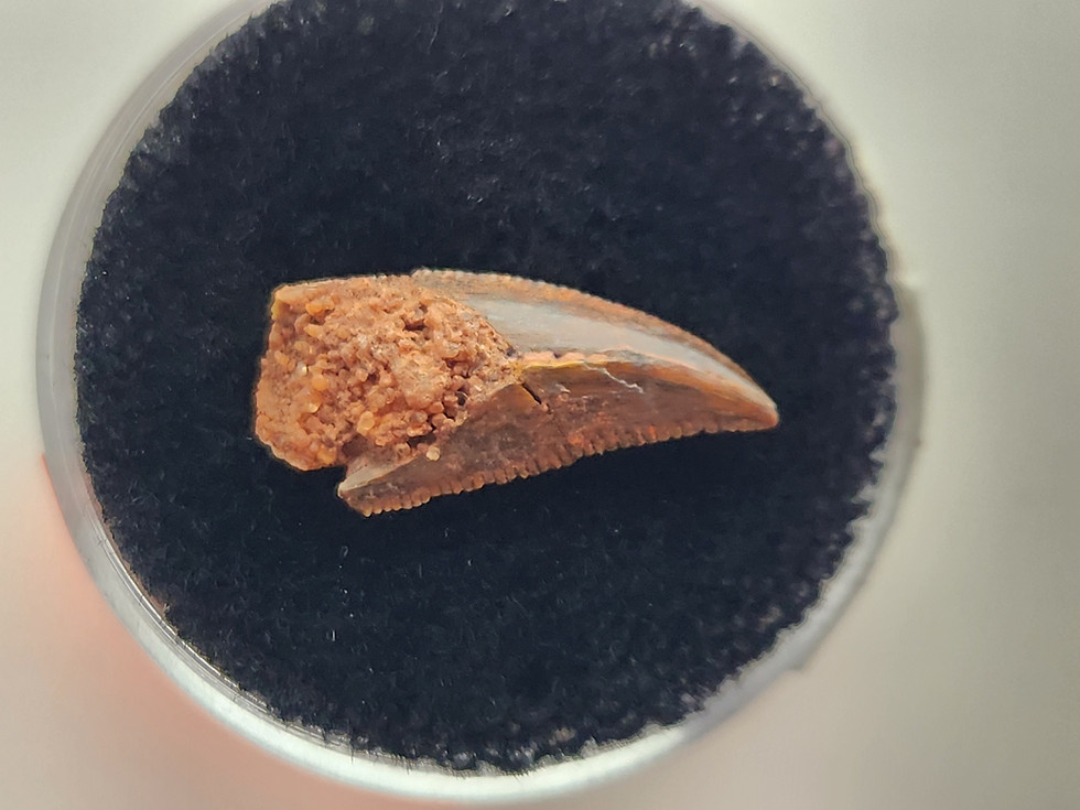 Thumbnail: Abelisaurid Tooth 0.66" - Morocco - Kem Kem Beds