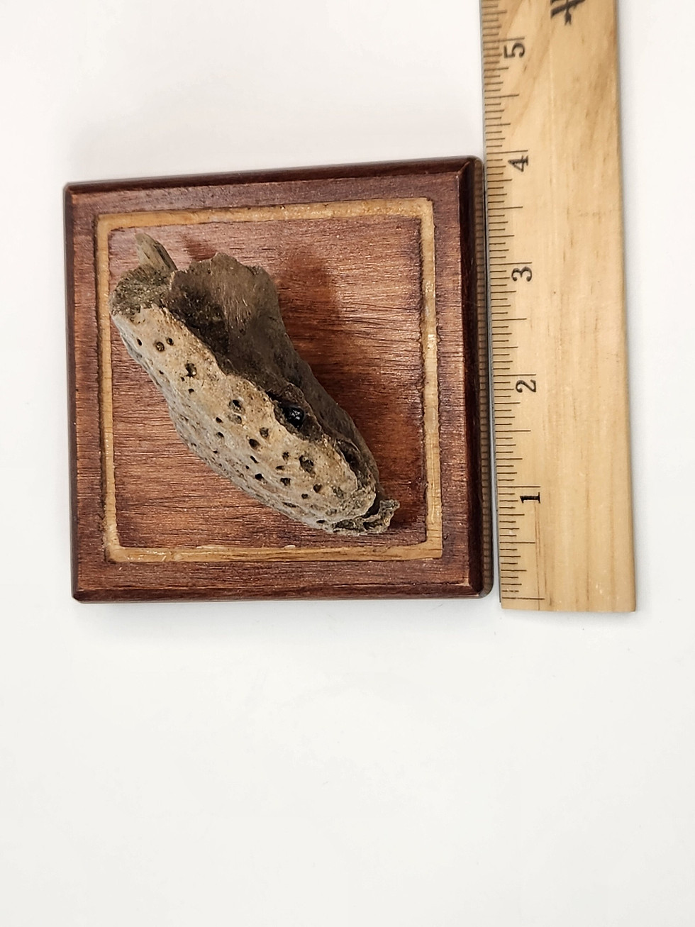 Thumbnail: Alligator Jaw Fossil mounted in Display Dome