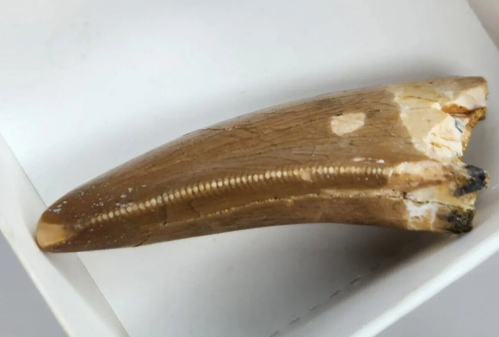 Thumbnail: 1.55" inch Carcharodontosaurus saharicus Tooth - Kem Kem Beds - Morocco