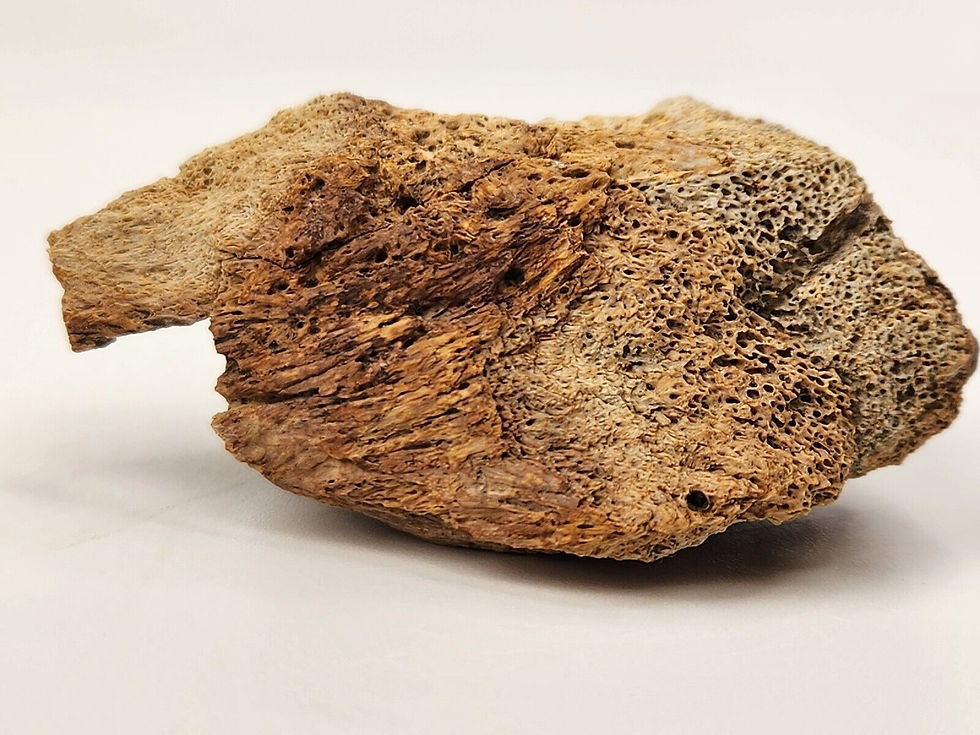 Thumbnail: Ankylosaur/Ceratopsian Bone -  Judith River Formation - Hill County, Montana