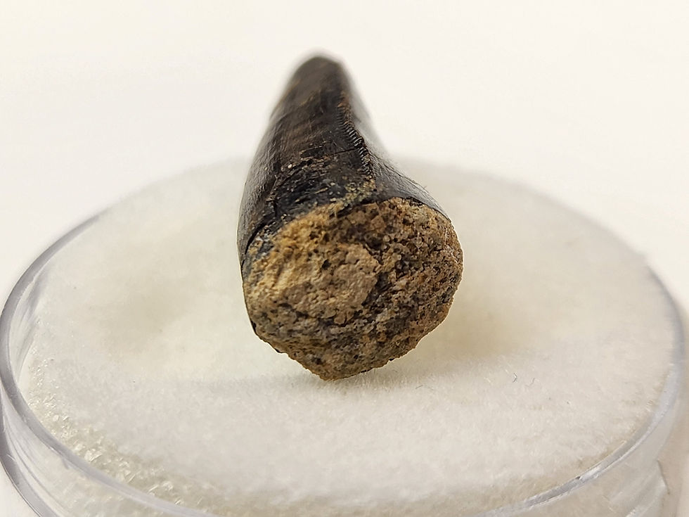 Thumbnail: Allosaurus jimmadseni Tooth 0.93" - Morrison Formation - Bighorn County, Wyoming