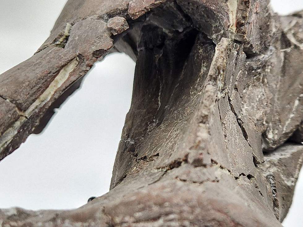 Thumbnail: Maiasaura Skull Braincase Fossil - Two Medicine Formation - Teton County, MT