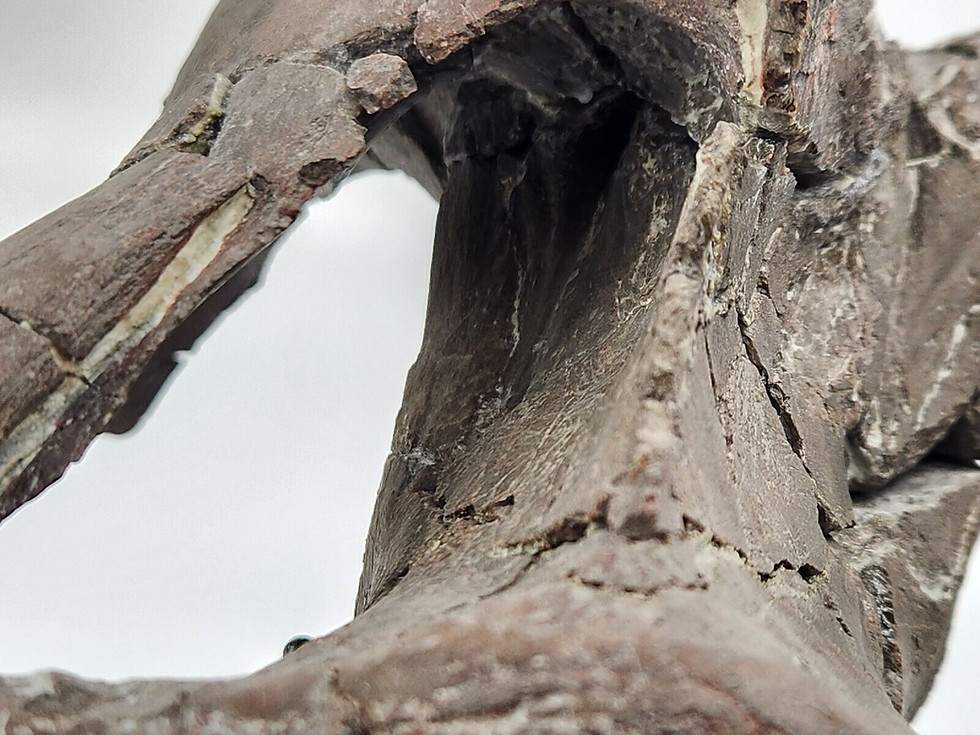 Thumbnail: Maiasaura Skull Braincase Fossil - Two Medicine Formation - Teton County, MT