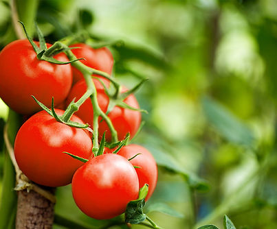 tomato.jpeg