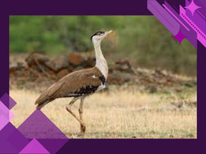 Great Indian Bustard