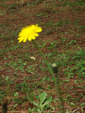 DSCF0605.JPG