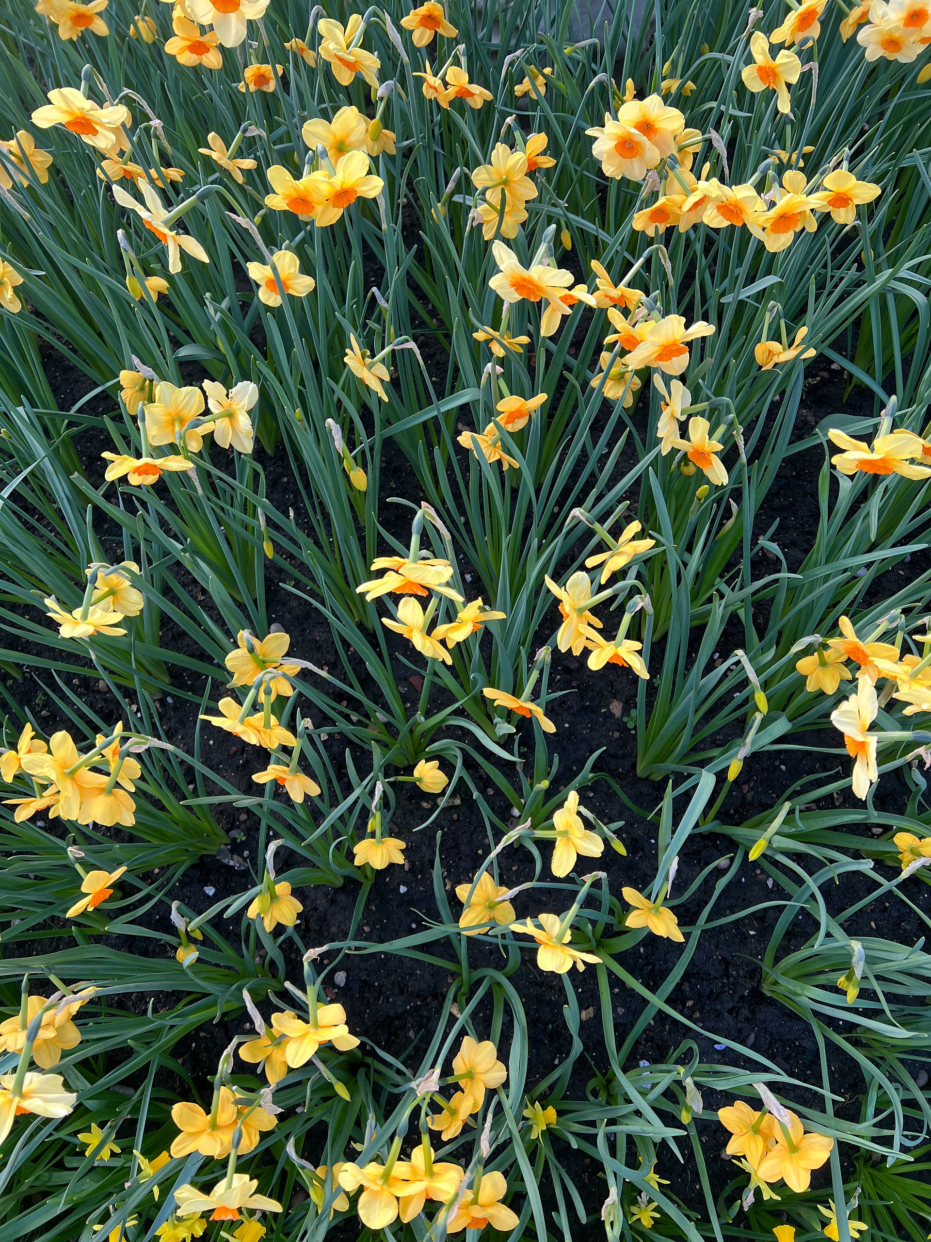 Lots of daffodils in bloom
