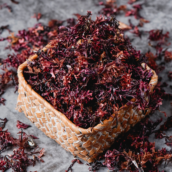 A basket of Irish Sea Moss