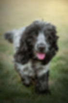 Coco&Barley_56.jpg