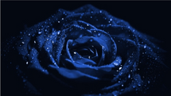 blue rose suit