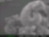 SEM_expanded-graphite-worm.jpg