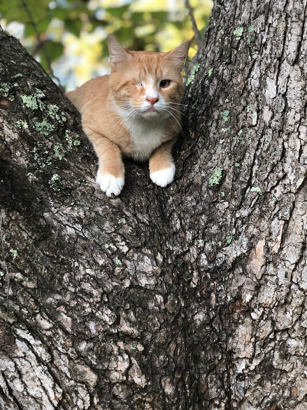 Oliver