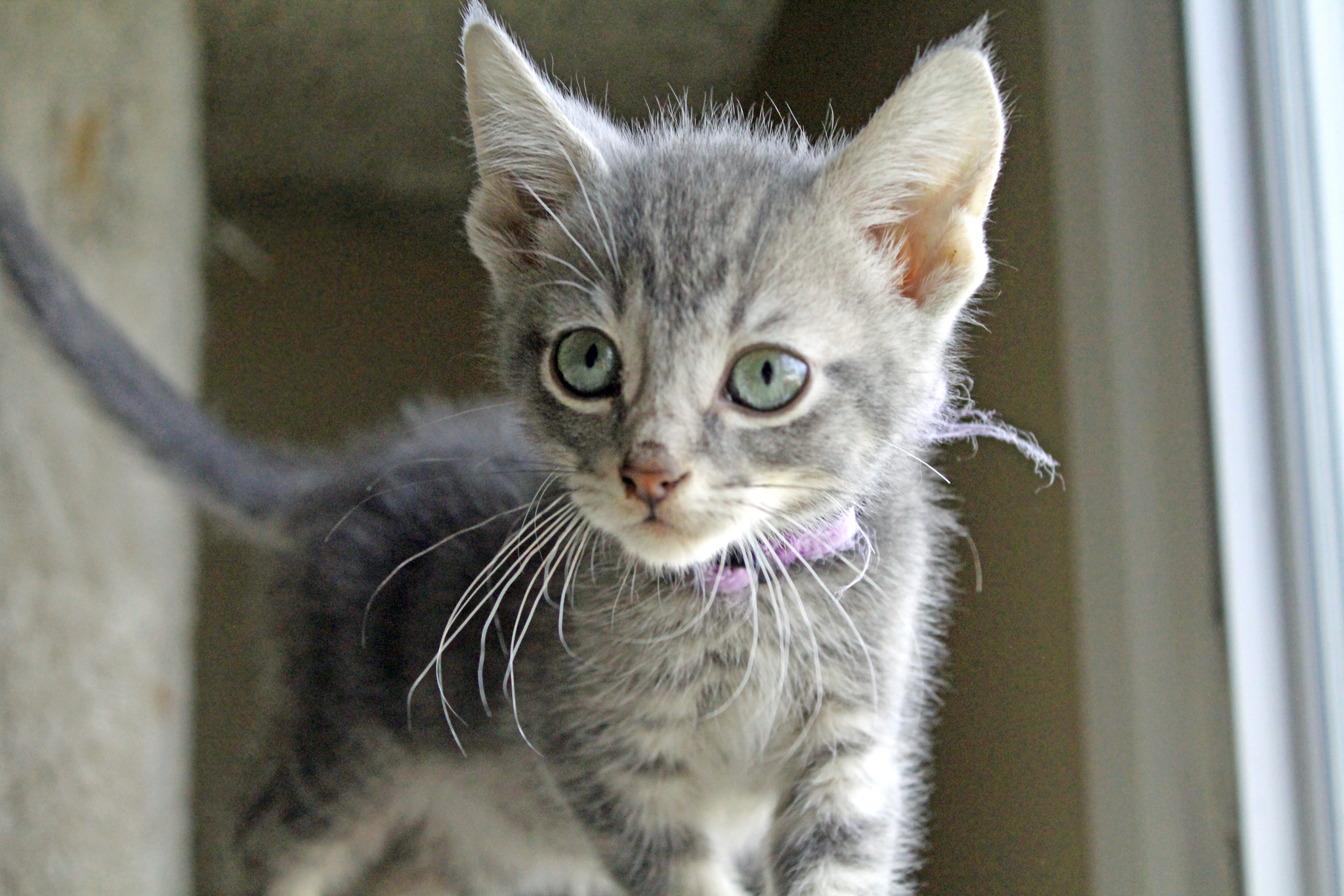 Pepper