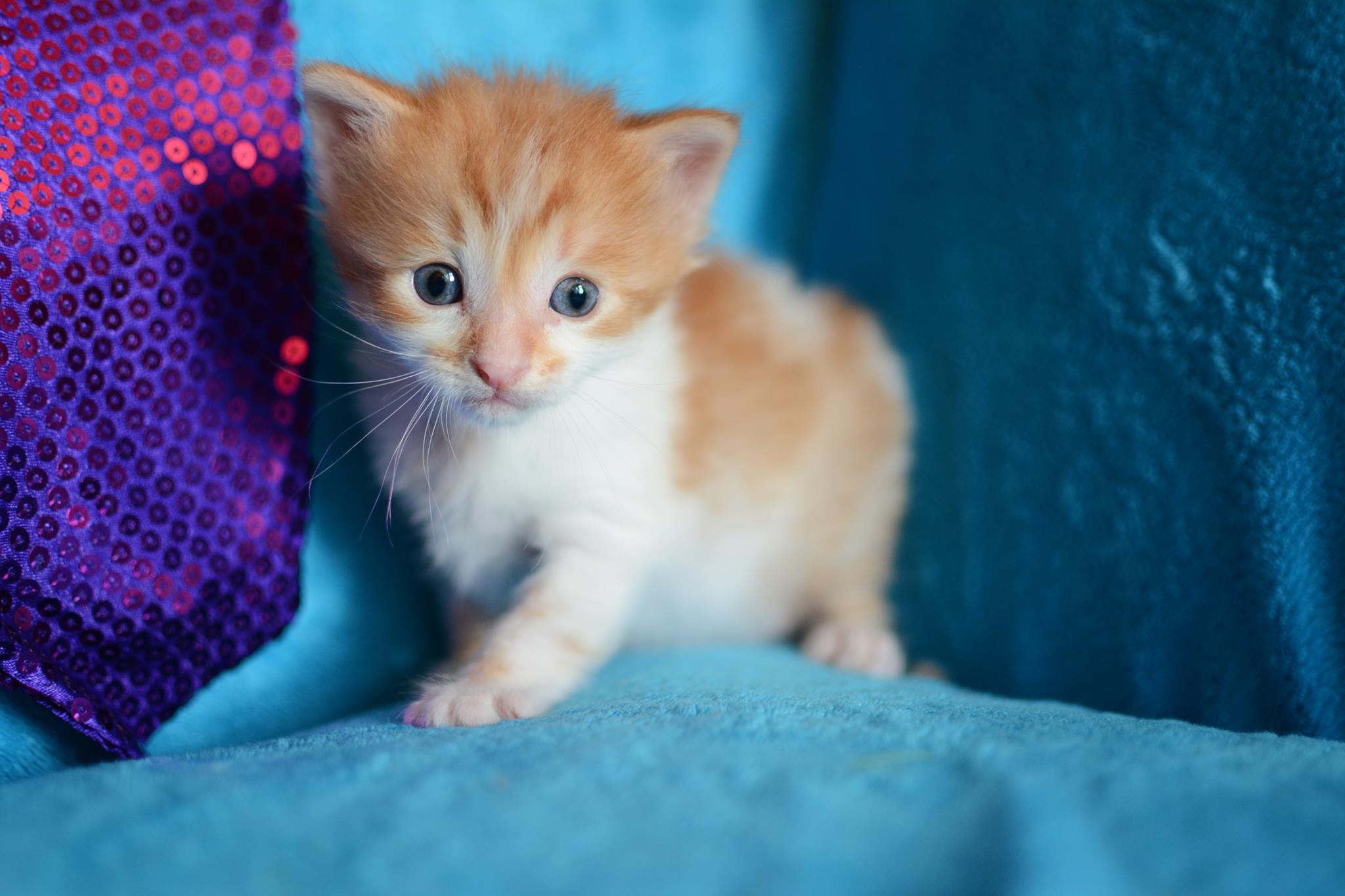 Simba