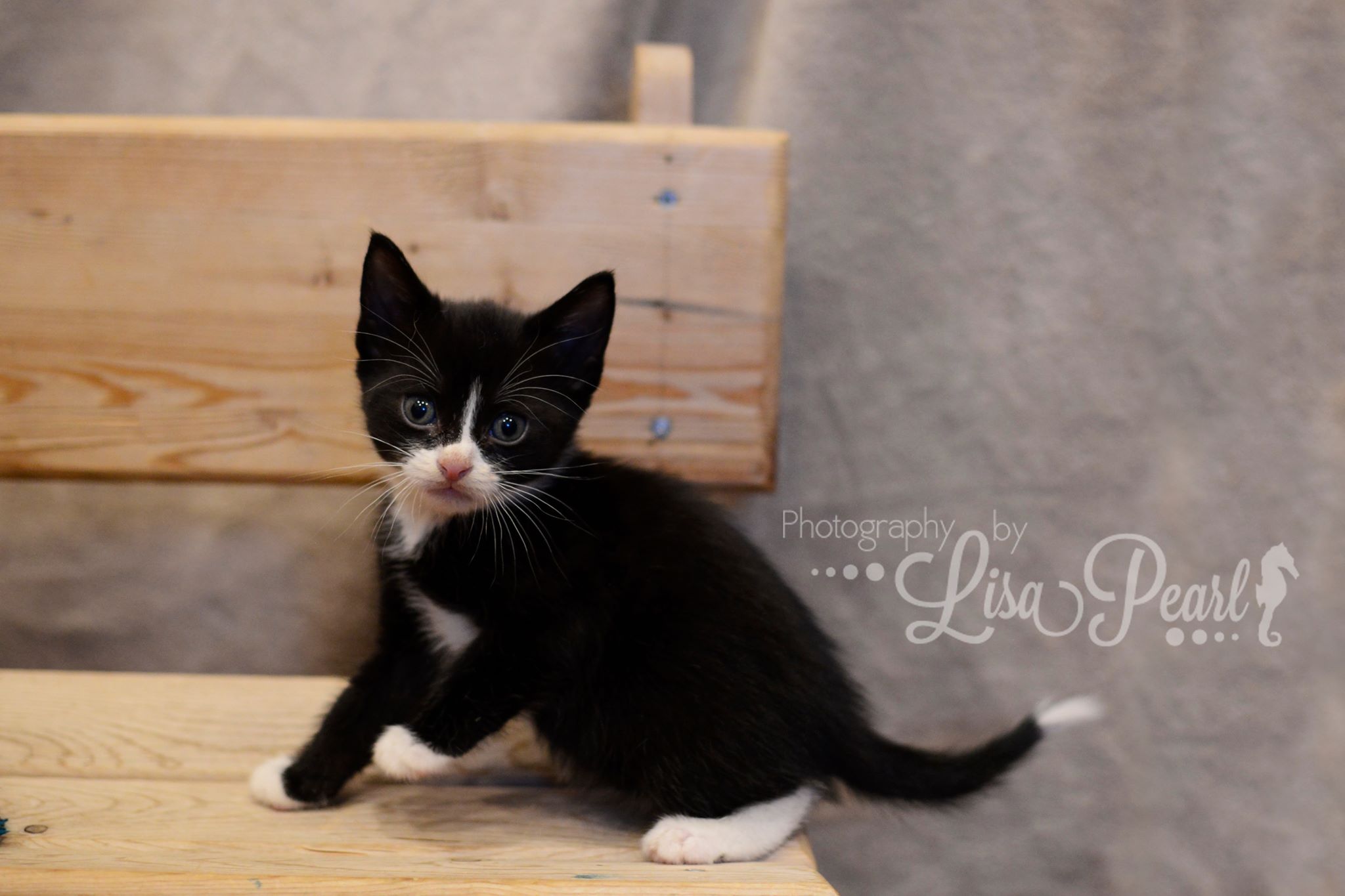 Clove