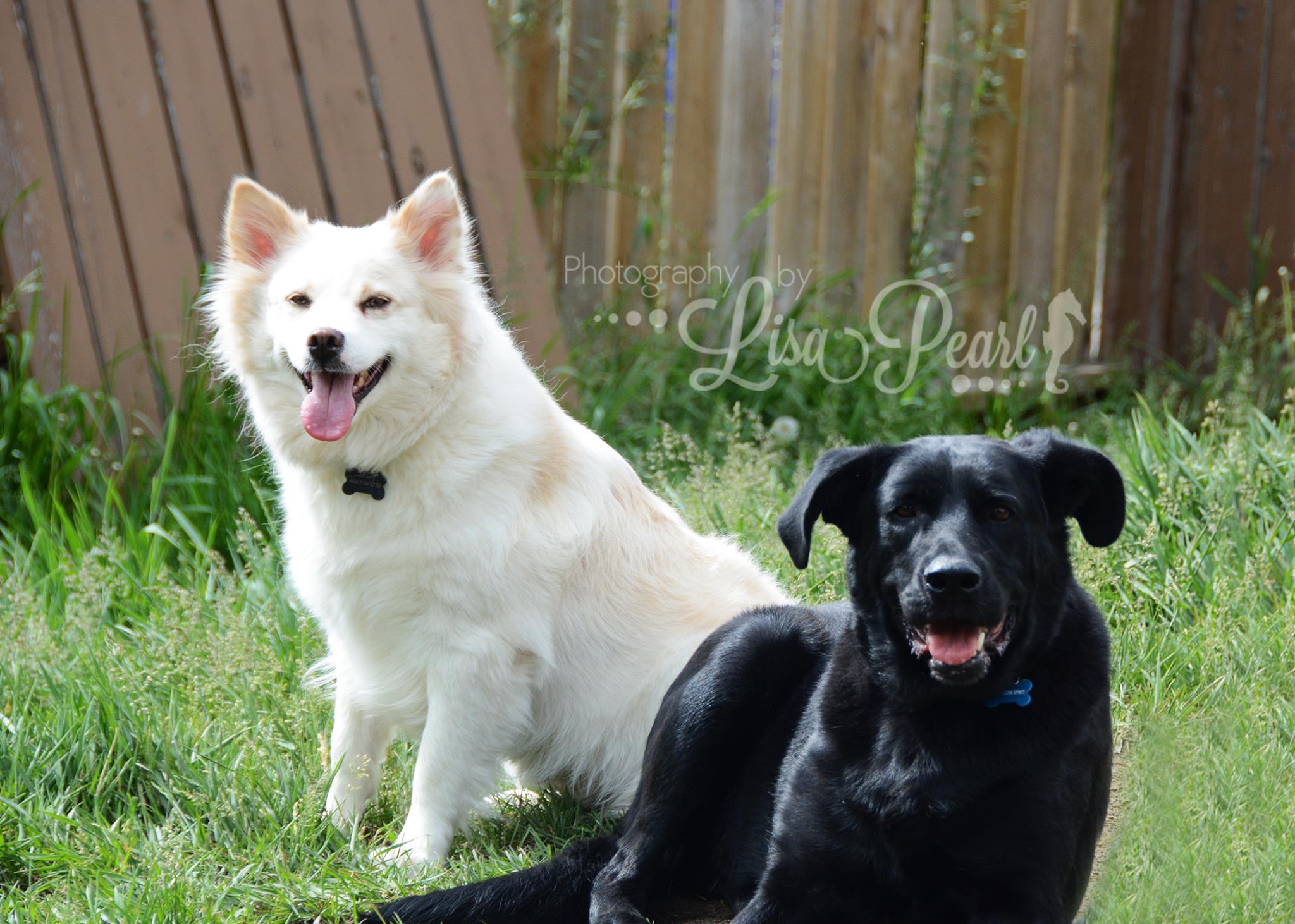 Shadow & Tinkerbelle