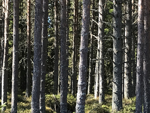 something VERTICAL