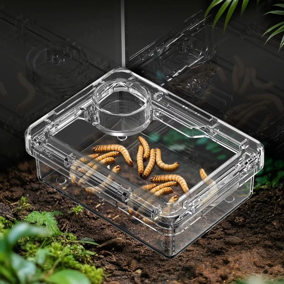 Thumbnail: Reptile Lizards Geckos Feeding Bowls Anti Overturning Transparent Water Bowls Pr