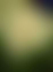 Singing with the peace of suicide?