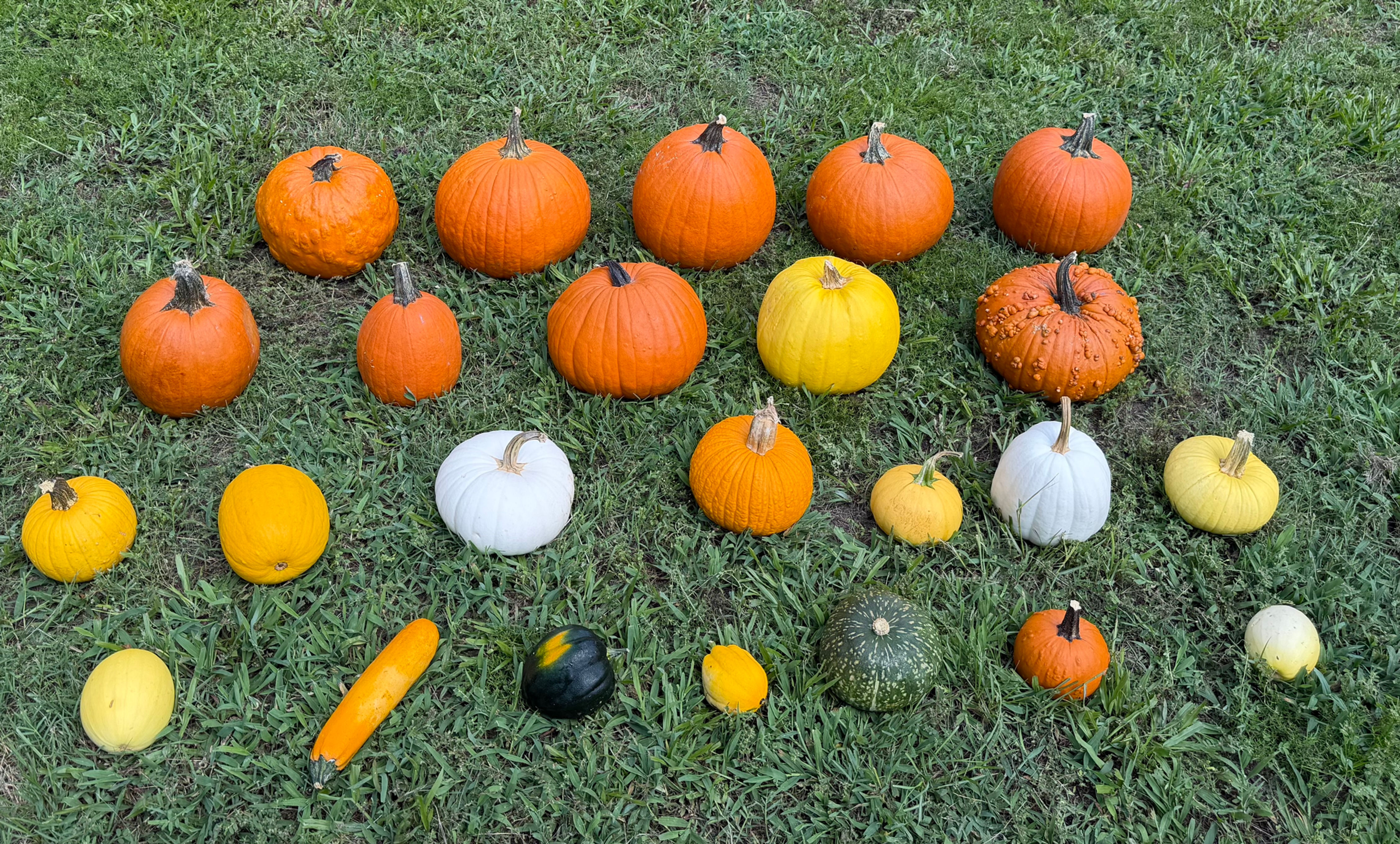 Clean Autumn Accents (25 Pumpkins/Gourds)
