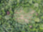 DJI_0208.JPG