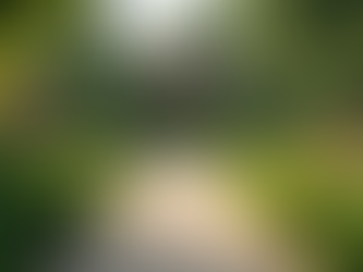 Designing the Perfect Garden Layout: Essential Garden Layout Planning Tips