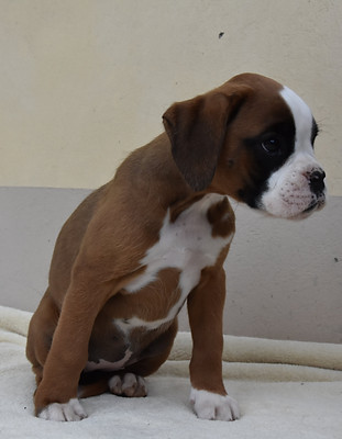DSC_8532-min.JPG