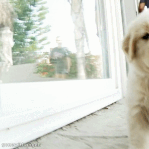 GIF of dog waving