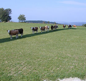 Spörbichl - Kühe Querreihe.jpg