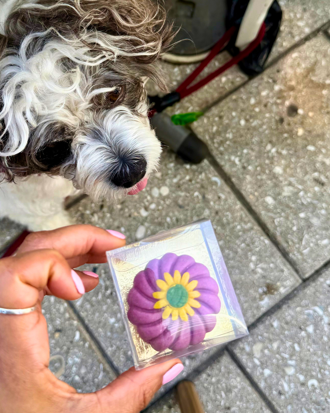 Single Box Gourmet Truffles